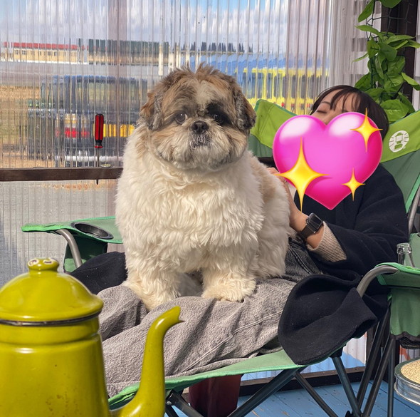 大きなシーズー