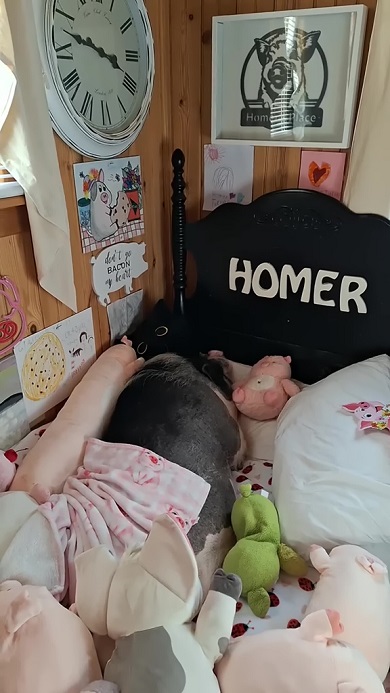 ベッドが好きで朝は苦手なブタの日常