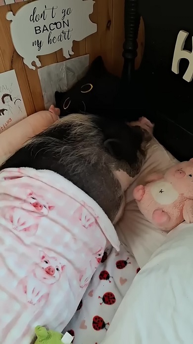 ベッドが好きで起床したくないブタ