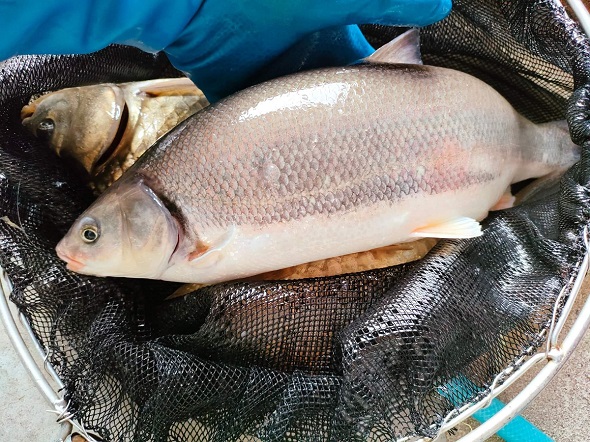 琵琶湖で捕まえた体の大きい魚たち