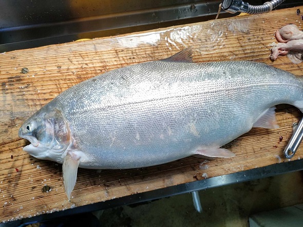 琵琶湖で捕まえた体の大きい魚たち