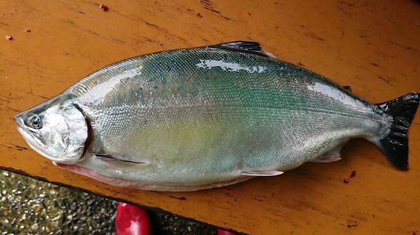 琵琶湖で捕まえた体の大きい魚たち