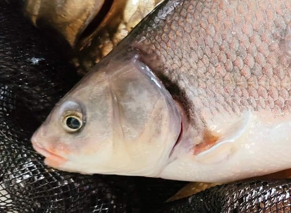 琵琶湖で捕まえた体の大きい魚たち