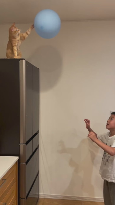 男の子と風船ラリーを楽しむ子猫