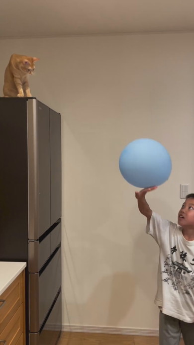 男の子と風船ラリーを楽しむ子猫