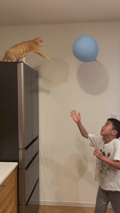 男の子と風船ラリーを楽しむ子猫