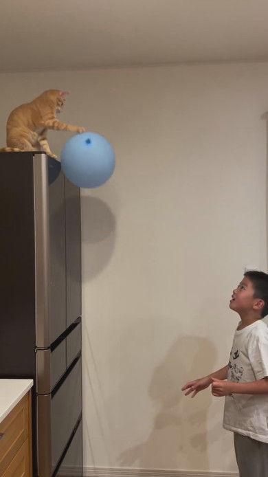 男の子と風船ラリーを楽しむ子猫