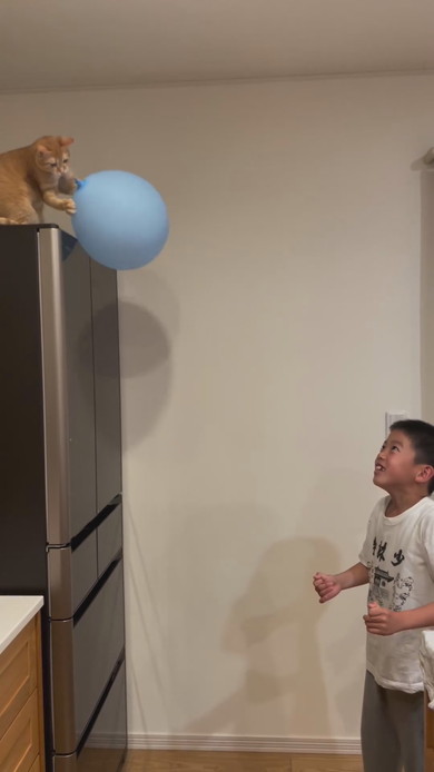 男の子と風船ラリーを楽しむ子猫