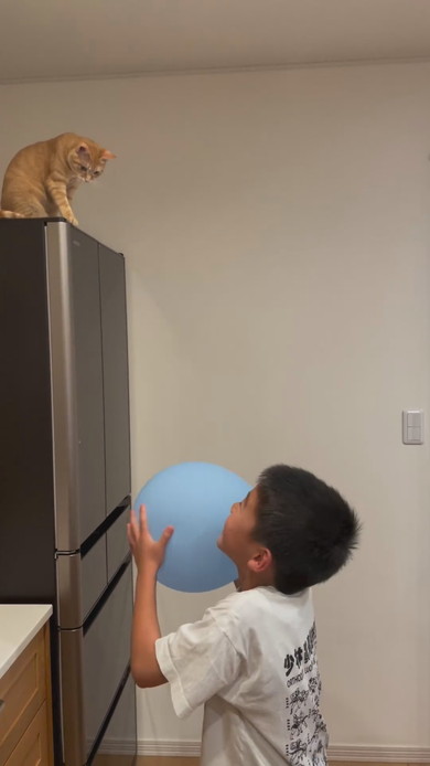 男の子と風船ラリーを楽しむ子猫