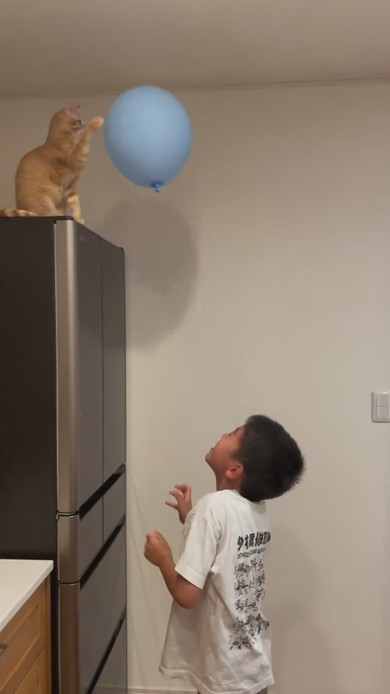 男の子と風船ラリーを楽しむ子猫