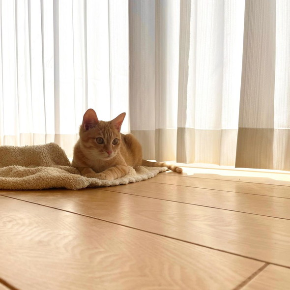 茶トラ柄の子猫