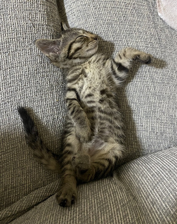 ソファのくぼみで寝る子猫