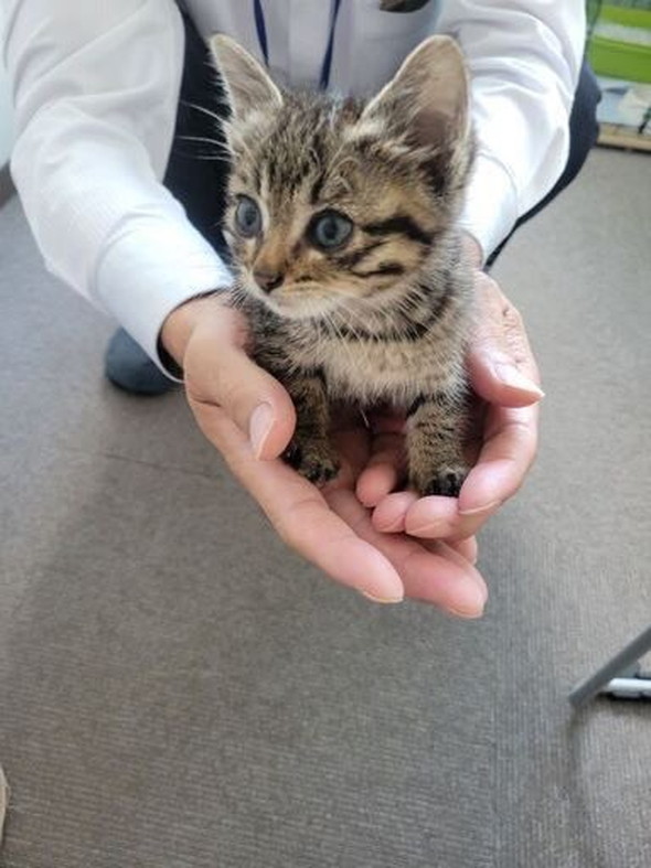 手のひらに子猫