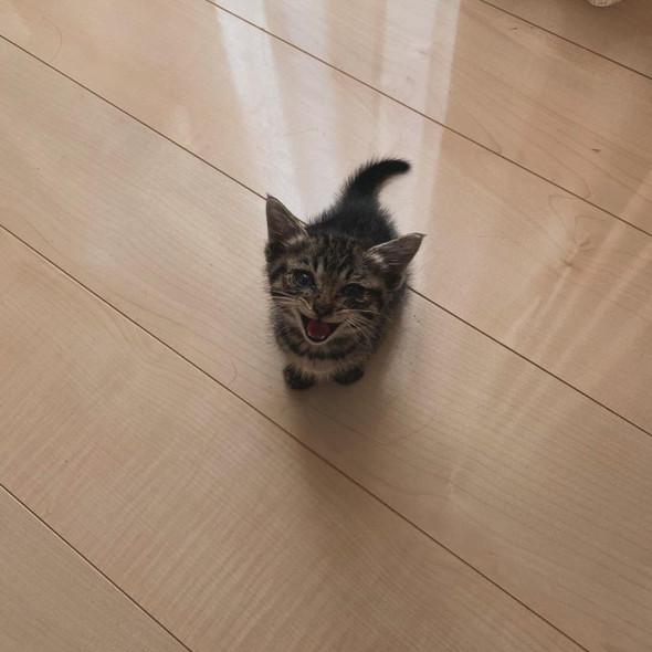 鳴いてる子猫