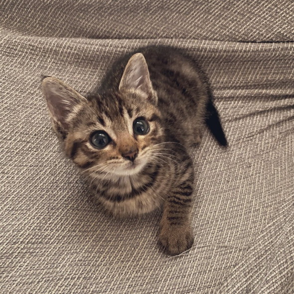 おめめキュルキュルの子猫