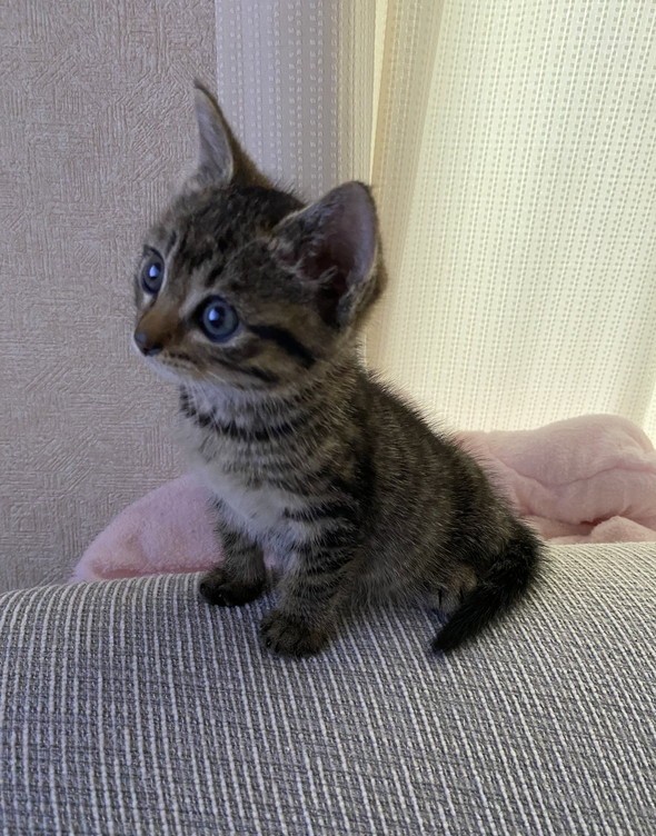 お座りする子猫横顔