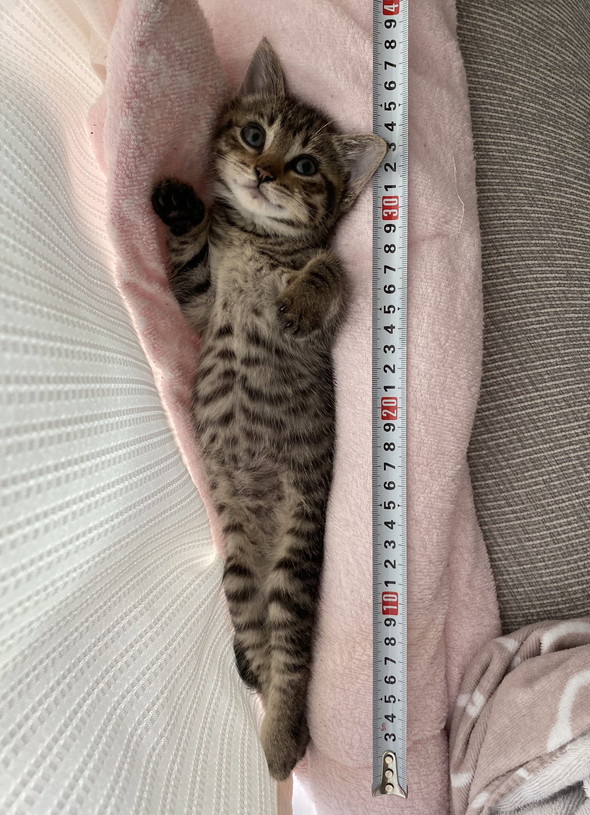 長さを測られる子猫