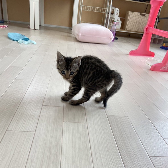 やんのかステップ