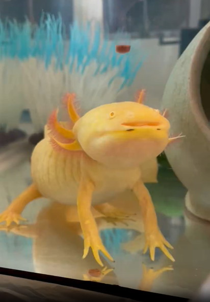 ウーパールーパー