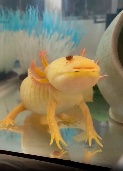 ウーパールーパー