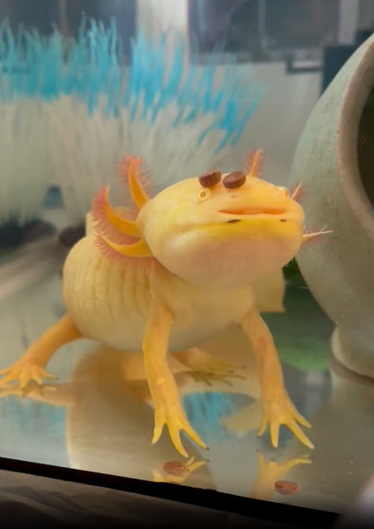 ウーパールーパー