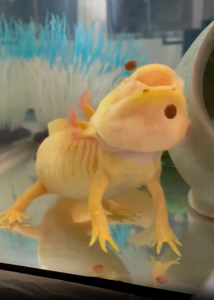 ウーパールーパー