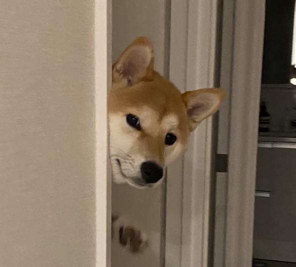 のぞいてるワンコ