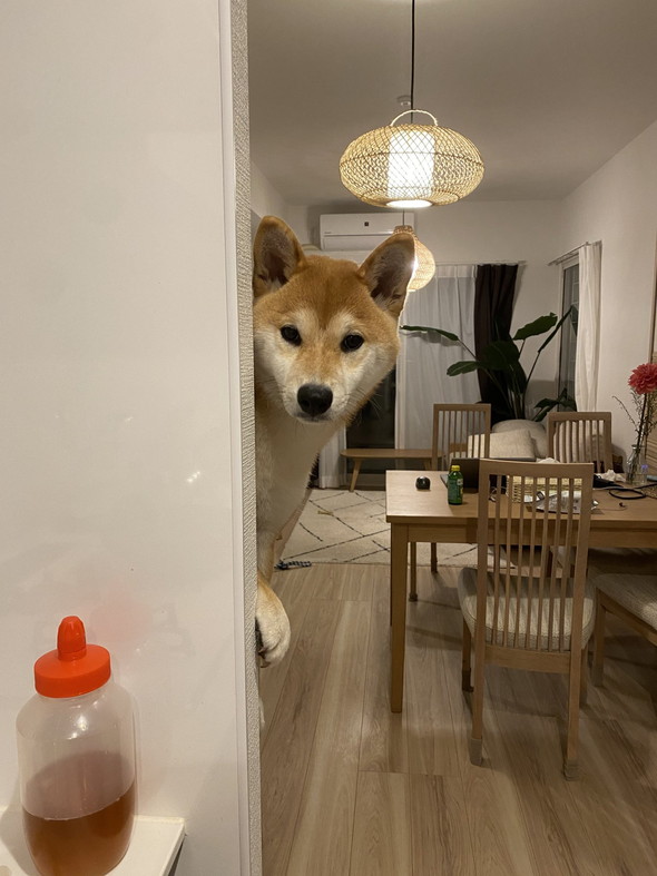 のぞいてるワンコ