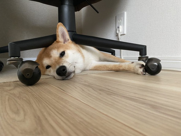 椅子の下にワンコ