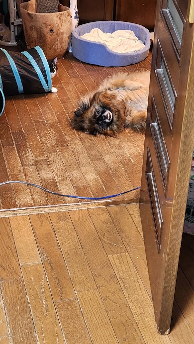 両親がシーズーな純血だけれど自分は猿のようなビジュアルのワンコ