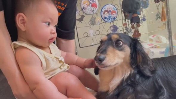 赤ちゃんに甘えるダックスフントのワンコ