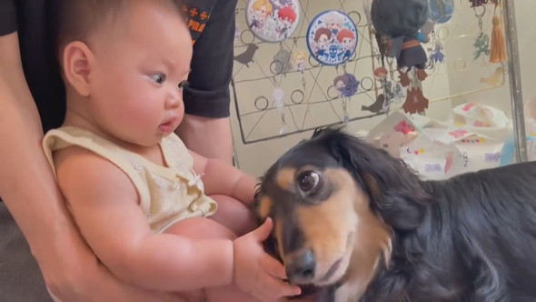 赤ちゃんに甘えるダックスフントのワンコ