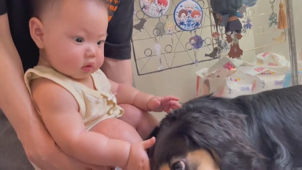 赤ちゃんに甘えるダックスフントのワンコ