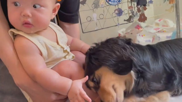 赤ちゃんに甘えるダックスフントのワンコ