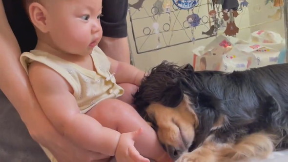 赤ちゃんに甘えるダックスフントのワンコ