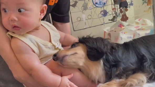 赤ちゃんに甘えるダックスフントのワンコ