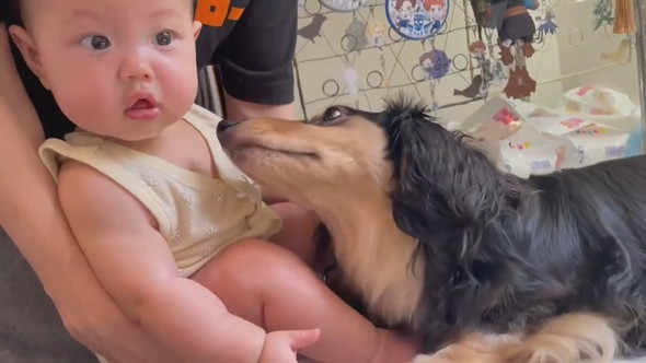 赤ちゃんに甘えるダックスフントのワンコ