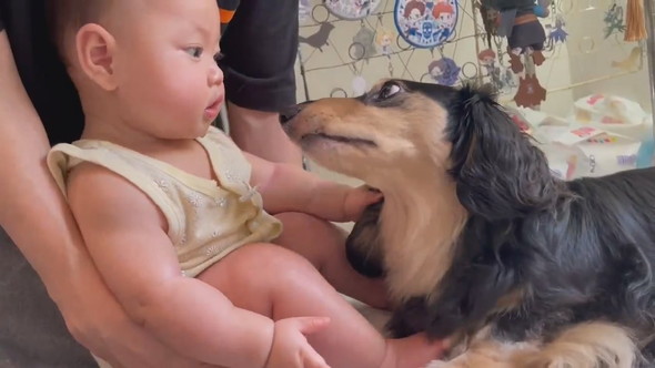 赤ちゃんに甘えるダックスフントのワンコ