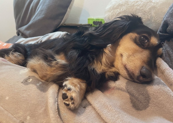 甘えるダックスフントのワンコ