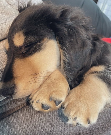 赤ちゃんに甘えるダックスフントのワンコ