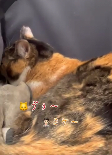 病院嫌いのミケちゃん