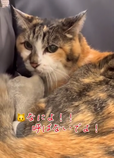 不機嫌な様子で文句を言う猫ちゃん