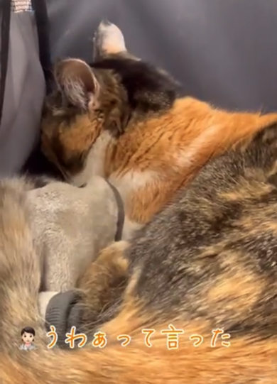 猫ちゃんの発言に驚く先生