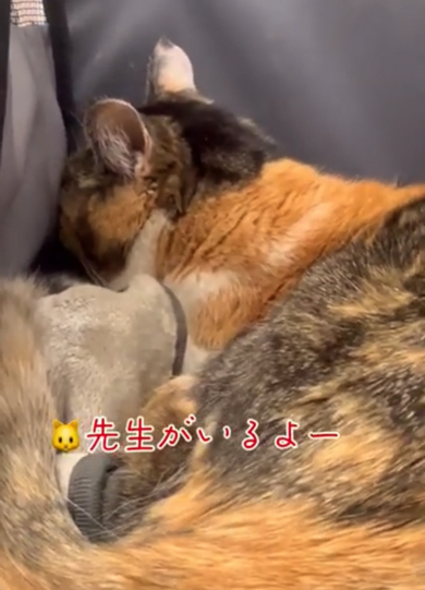 再びそっぽを向く猫ちゃん