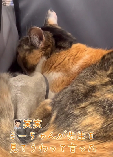 猫ちゃんに拒否られても明るい先生