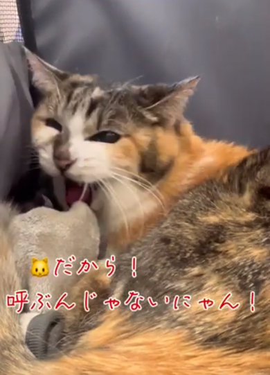 「だから！　呼ぶんじゃないにゃん！」