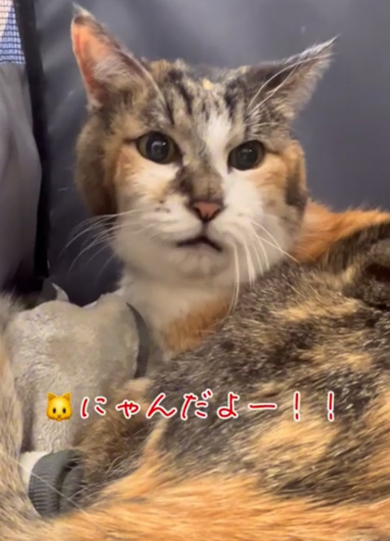 プンプン怒る猫ちゃん
