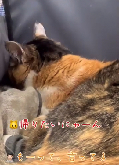 「早く帰りたいにゃーん」