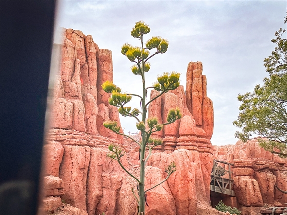 ディズニーのリュウゼツラン