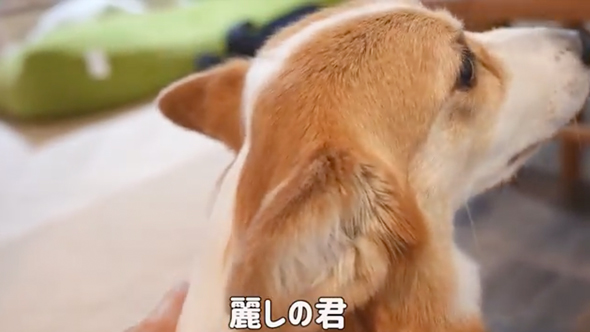 母よりお兄ちゃんが大好きなワンコ